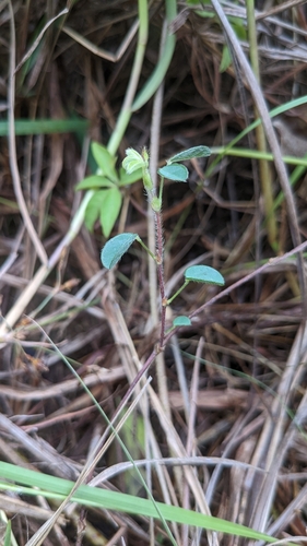 Image of Grona heterophylla by (c) Cheng-Te Hsu, some rights reserved (CC BY)