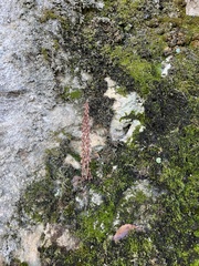 Umbilicus rupestris
