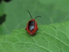 Disonycha discoidea