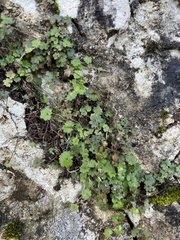 Umbilicus rupestris