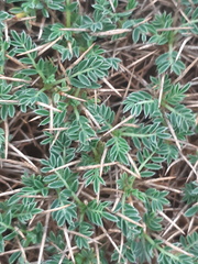 Astragalus balearicus