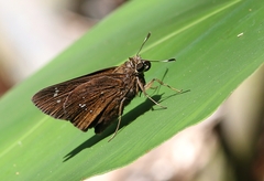 Pelopidas assamensis