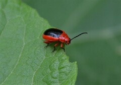 Disonycha discoidea