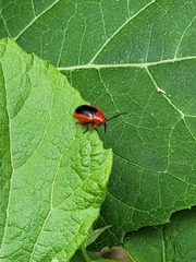 Disonycha discoidea
