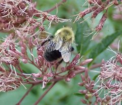 Bombus impatiens