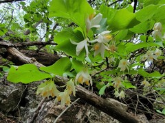 Styrax platanifolius