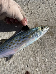 Scomberomorus maculatus