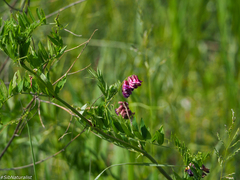 Vicia megalotropis