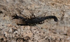 Pseudouroctonus reddelli