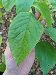 Styrax grandifolius