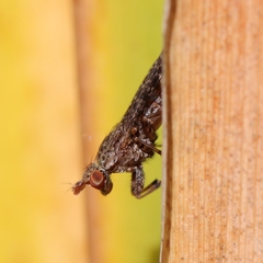 Sciomyzidae