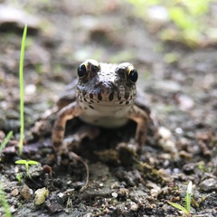 Fejervarya kawamurai