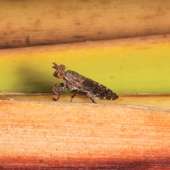 Sciomyzidae