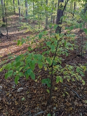 Styrax grandifolius