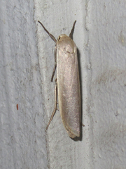 Crambidia myrlosea