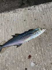 Scomberomorus maculatus