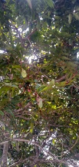 Pachylobus ebatom