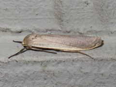Crambidia myrlosea