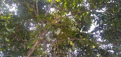 Pachylobus ebatom