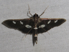 Desmia funeralis