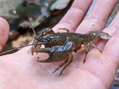 Cambarus bartonii