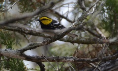 Setophaga chrysoparia