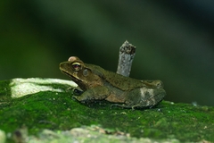 Rhinella ornata