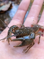 Cambarus bartonii