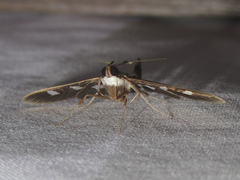 Desmia funeralis