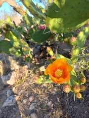 Opuntia megapotamica