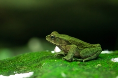 Rhinella ornata