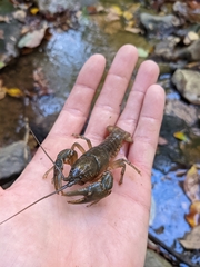 Cambarus bartonii