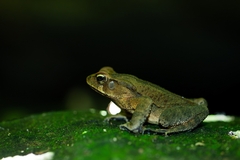 Rhinella ornata