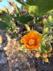Opuntia megapotamica