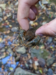 Cambarus bartonii