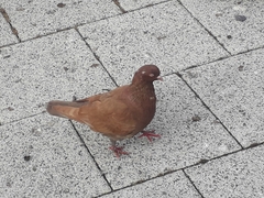 Columba livia domestica