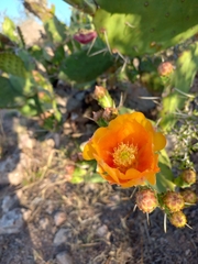 Opuntia megapotamica