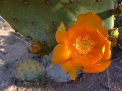 Opuntia megapotamica