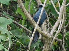 Melanotis caerulescens