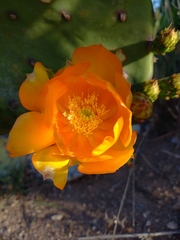 Opuntia megapotamica
