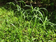 Cyperus aromaticus