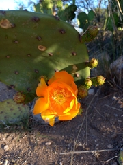 Opuntia megapotamica