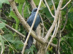 Melanotis caerulescens
