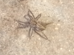 Alopecosa albofasciata
