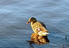 Anas platyrhynchos