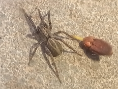 Alopecosa albofasciata