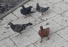 Columba livia domestica