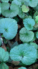 Glechoma hederacea