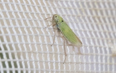 Gloridonus venditarius