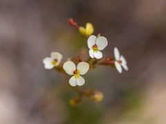 Stylidium piliferum